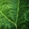 green, leaf, detail, texture, macro, nature, green leaf, natural, vein, background, ecology, outdoor, leaf structure, eco-friendly, biology, alive, countryside, fresh, ornament, vivid