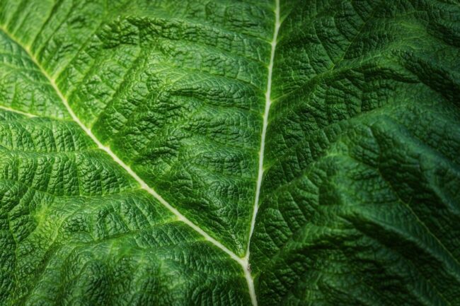green, leaf, detail, texture, macro, nature, green leaf, natural, vein, background, ecology, outdoor, leaf structure, eco-friendly, biology, alive, countryside, fresh, ornament, vivid