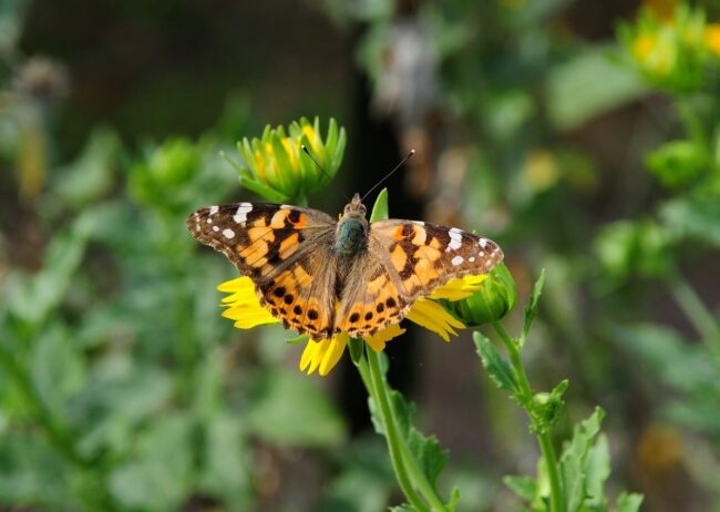 Photo by anselmo7511 butterfly, nature, flower, pollination, wings, yellow, macro, detail, outdoors, summer, environment, wild, beauty, garden, insect, natural, ecology, life, colorful, painted lady