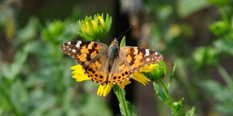 butterfly, nature, flower, pollination, wings, yellow, macro, detail, outdoors, summer, environment, wild, beauty, garden, insect, natural, ecology, life, colorful, painted lady