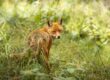 fox, nature, wild, forest, fauna, bush, red fur, closeup, detail, light, alert, natural habitat, camouflage, community, view, eyes, appearance, east, wood