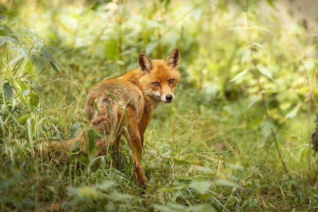 Photo by salofoto fox, nature, wild, forest, fauna, bush, red fur, closeup, detail, light, alert, natural habitat, camouflage, community, view, eyes, appearance, east, wood