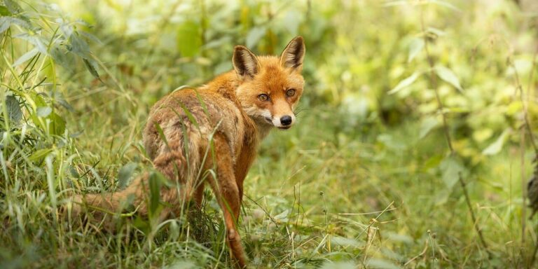 fox, nature, wild, forest, fauna, bush, red fur, closeup, detail, light, alert, natural habitat, camouflage, community, view, eyes, appearance, east, wood