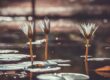 water lily, plants, pond, nature, peaceful, reflection, flower wallpaper, beautiful flowers, autumn, retro, aesthetic, petals, sun, flower background, light, serenity, flower, three, beauty, bokeh, calm, water