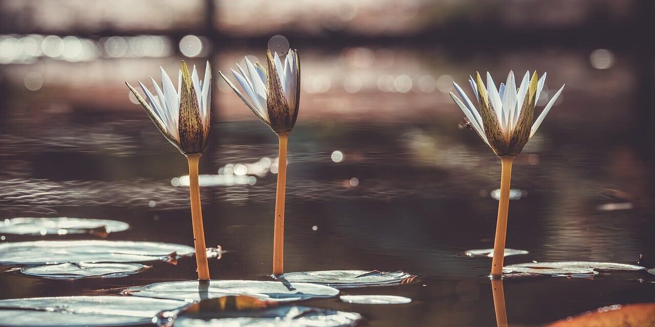 Photo by Couleur water lily, plants, pond, nature, peaceful, reflection, flower wallpaper, beautiful flowers, autumn, retro, aesthetic, petals, sun, flower background, light, serenity, flower, three, beauty, bokeh, calm, water