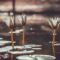 water lily, plants, pond, nature, peaceful, reflection, flower wallpaper, beautiful flowers, autumn, retro, aesthetic, petals, sun, flower background, light, serenity, flower, three, beauty, bokeh, calm, water