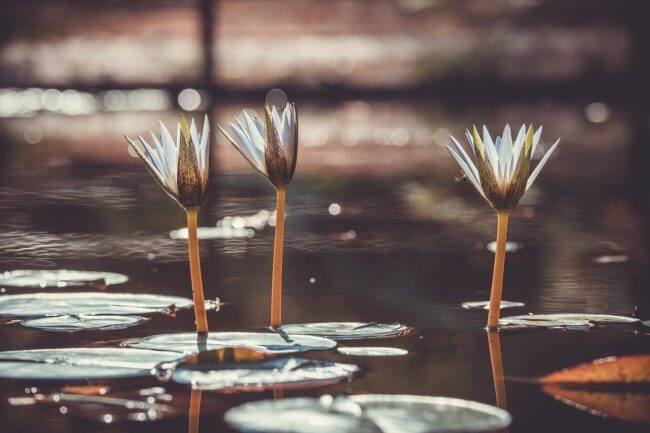 Photo by Couleur water lily, plants, pond, nature, peaceful, reflection, flower wallpaper, beautiful flowers, autumn, retro, aesthetic, petals, sun, flower background, light, serenity, flower, three, beauty, bokeh, calm, water