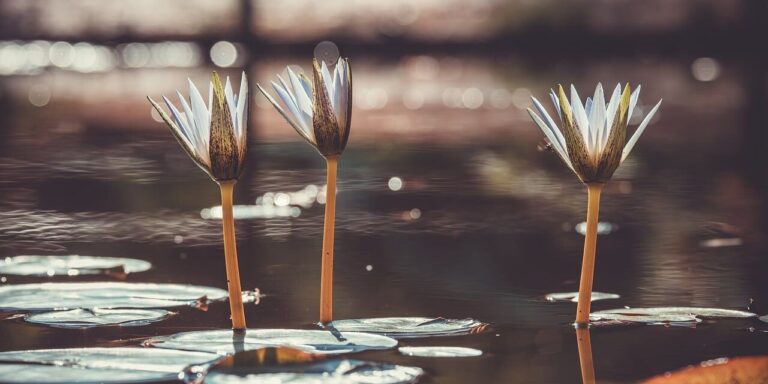 Photo by Couleur water lily, plants, pond, nature, peaceful, reflection, flower wallpaper, beautiful flowers, autumn, retro, aesthetic, petals, sun, flower background, light, serenity, flower, three, beauty, bokeh, calm, water