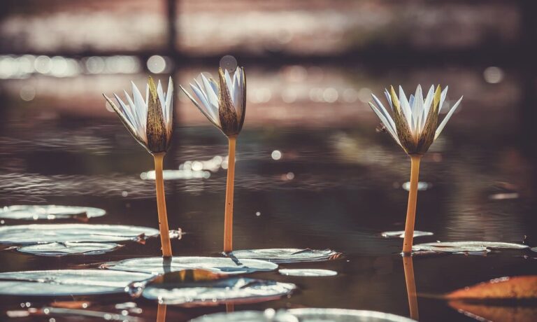 Photo by Couleur water lily, plants, pond, nature, peaceful, reflection, flower wallpaper, beautiful flowers, autumn, retro, aesthetic, petals, sun, flower background, light, serenity, flower, three, beauty, bokeh, calm, water