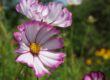flower, cosmos flower, pink flower, spring blossom, petals, garden, blooming, outdoor, beauty, nature, flora, summer flower, colorful, natural, decorative, green background, natural light, detail, fragility, macro
