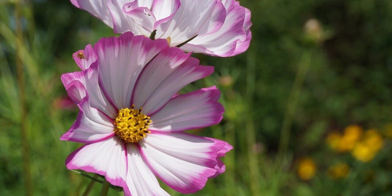 Photo by Nowaja flower, cosmos flower, pink flower, spring blossom, petals, garden, blooming, outdoor, beauty, nature, flora, summer flower, colorful, natural, decorative, green background, natural light, detail, fragility, macro