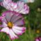 flower, cosmos flower, pink flower, spring blossom, petals, garden, blooming, outdoor, beauty, nature, flora, summer flower, colorful, natural, decorative, green background, natural light, detail, fragility, macro