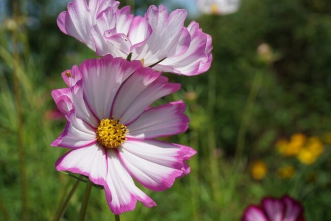 Photo by Nowaja flower, cosmos flower, pink flower, spring blossom, petals, garden, blooming, outdoor, beauty, nature, flora, summer flower, colorful, natural, decorative, green background, natural light, detail, fragility, macro