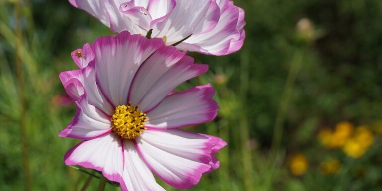 Photo by Nowaja flower, cosmos flower, pink flower, spring blossom, petals, garden, blooming, outdoor, beauty, nature, flora, summer flower, colorful, natural, decorative, green background, natural light, detail, fragility, macro