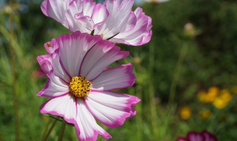 Photo by Nowaja flower, cosmos flower, pink flower, spring blossom, petals, garden, blooming, outdoor, beauty, nature, flora, summer flower, colorful, natural, decorative, green background, natural light, detail, fragility, macro