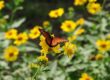butterfly, wildflowers, nature, flower, yellow, winged, pollination, sunny, garden, wings, beautiful, living nature, flight, beauty, wild, insect, winged insect, biodiversity, texas flowers