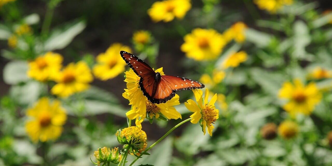 Photo by anselmo7511 butterfly, wildflowers, nature, flower, yellow, winged, pollination, sunny, garden, wings, beautiful, living nature, flight, beauty, wild, insect, winged insect, biodiversity, texas flowers