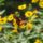 butterfly, wildflowers, nature, flower, yellow, winged, pollination, sunny, garden, wings, beautiful, living nature, flight, beauty, wild, insect, winged insect, biodiversity, texas flowers