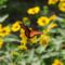 butterfly, wildflowers, nature, flower, yellow, winged, pollination, sunny, garden, wings, beautiful, living nature, flight, beauty, wild, insect, winged insect, biodiversity, texas flowers