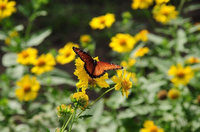butterfly, wildflowers, nature, flower, yellow, winged, pollination, sunny, garden, wings, beautiful, living nature, flight, beauty, wild, insect, winged insect, biodiversity, texas flowers