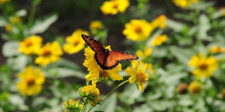 butterfly, wildflowers, nature, flower, yellow, winged, pollination, sunny, garden, wings, beautiful, living nature, flight, beauty, wild, insect, winged insect, biodiversity, texas flowers