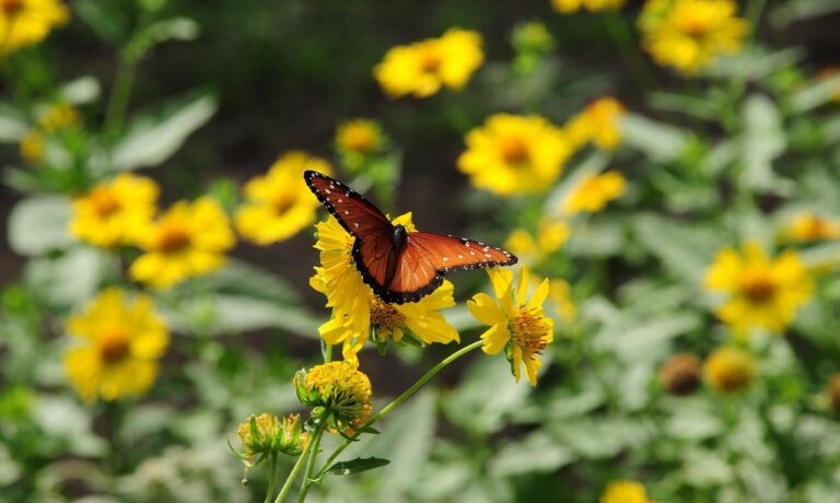Photo by anselmo7511 butterfly, wildflowers, nature, flower, yellow, winged, pollination, sunny, garden, wings, beautiful, living nature, flight, beauty, wild, insect, winged insect, biodiversity, texas flowers