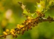 berries, leaves, 4k wallpaper 1920x1080, yellow, natural, windows wallpaper, background, deciduous, thorny, cool backgrounds, wallpaper hd, free background, wallpaper 4k, free wallpaper, mac wallpaper, green, twig, 4k wallpaper, laptop wallpaper, beautiful wallpaper, hd wallpaper, desktop backgrounds, full hd wallpaper, nature, macro