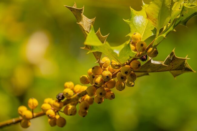 berries, leaves, 4k wallpaper 1920x1080, yellow, natural, windows wallpaper, background, deciduous, thorny, cool backgrounds, wallpaper hd, free background, wallpaper 4k, free wallpaper, mac wallpaper, green, twig, 4k wallpaper, laptop wallpaper, beautiful wallpaper, hd wallpaper, desktop backgrounds, full hd wallpaper, nature, macro