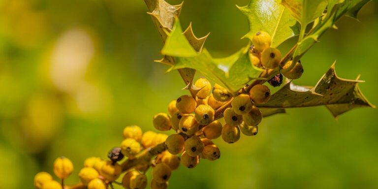 berries, leaves, 4k wallpaper 1920x1080, yellow, natural, windows wallpaper, background, deciduous, thorny, cool backgrounds, wallpaper hd, free background, wallpaper 4k, free wallpaper, mac wallpaper, green, twig, 4k wallpaper, laptop wallpaper, beautiful wallpaper, hd wallpaper, desktop backgrounds, full hd wallpaper, nature, macro