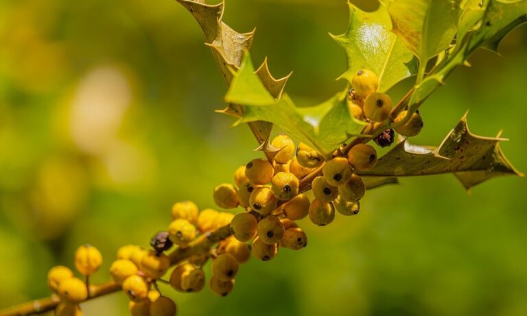 Photo by Couleur berries, leaves, 4k wallpaper 1920x1080, yellow, natural, windows wallpaper, background, deciduous, thorny, cool backgrounds, wallpaper hd, free background, wallpaper 4k, free wallpaper, mac wallpaper, green, twig, 4k wallpaper, laptop wallpaper, beautiful wallpaper, hd wallpaper, desktop backgrounds, full hd wallpaper, nature, macro