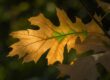 leaf, autumn, full hd wallpaper, wallpaper hd, mac wallpaper, autumn leaf, green, nature, light, lighting, details, free wallpaper, desktop backgrounds, full frame, laptop wallpaper, macro photography, natural beauty, free background, eco, windows wallpaper, outdoors, 4k wallpaper, soft light, 4k wallpaper 1920x1080, background, beautiful wallpaper, hd wallpaper, yellow, diversity, wallpaper 4k, simplicity, mustard yellow, cool backgrounds, november