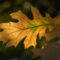 leaf, autumn, full hd wallpaper, wallpaper hd, mac wallpaper, autumn leaf, green, nature, light, lighting, details, free wallpaper, desktop backgrounds, full frame, laptop wallpaper, macro photography, natural beauty, free background, eco, windows wallpaper, outdoors, 4k wallpaper, soft light, 4k wallpaper 1920x1080, background, beautiful wallpaper, hd wallpaper, yellow, diversity, wallpaper 4k, simplicity, mustard yellow, cool backgrounds, november