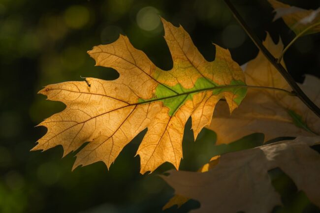 leaf, autumn, full hd wallpaper, wallpaper hd, mac wallpaper, autumn leaf, green, nature, light, lighting, details, free wallpaper, desktop backgrounds, full frame, laptop wallpaper, macro photography, natural beauty, free background, eco, windows wallpaper, outdoors, 4k wallpaper, soft light, 4k wallpaper 1920x1080, background, beautiful wallpaper, hd wallpaper, yellow, diversity, wallpaper 4k, simplicity, mustard yellow, cool backgrounds, november