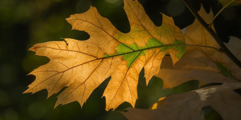 leaf, autumn, full hd wallpaper, wallpaper hd, mac wallpaper, autumn leaf, green, nature, light, lighting, details, free wallpaper, desktop backgrounds, full frame, laptop wallpaper, macro photography, natural beauty, free background, eco, windows wallpaper, outdoors, 4k wallpaper, soft light, 4k wallpaper 1920x1080, background, beautiful wallpaper, hd wallpaper, yellow, diversity, wallpaper 4k, simplicity, mustard yellow, cool backgrounds, november