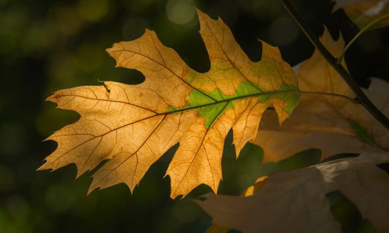 Photo by Couleur leaf, autumn, full hd wallpaper, wallpaper hd, mac wallpaper, autumn leaf, green, nature, light, lighting, details, free wallpaper, desktop backgrounds, full frame, laptop wallpaper, macro photography, natural beauty, free background, eco, windows wallpaper, outdoors, 4k wallpaper, soft light, 4k wallpaper 1920x1080, background, beautiful wallpaper, hd wallpaper, yellow, diversity, wallpaper 4k, simplicity, mustard yellow, cool backgrounds, november