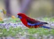 crimson rosella, rosella, parrot, bird, nature, wild, feathers, colourful, wildlife, birdwatching, platycercus elegans, beak, australian, ornithology, wings, red bird, plumage, natural habitat, green grass