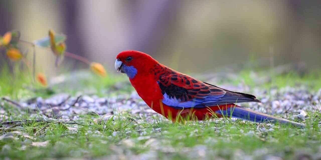 Photo by pen_ash crimson rosella, rosella, parrot, bird, nature, wild, feathers, colourful, wildlife, birdwatching, platycercus elegans, beak, australian, ornithology, wings, red bird, plumage, natural habitat, green grass