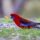crimson rosella, rosella, parrot, bird, nature, wild, feathers, colourful, wildlife, birdwatching, platycercus elegans, beak, australian, ornithology, wings, red bird, plumage, natural habitat, green grass