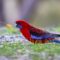 crimson rosella, rosella, parrot, bird, nature, wild, feathers, colourful, wildlife, birdwatching, platycercus elegans, beak, australian, ornithology, wings, red bird, plumage, natural habitat, green grass