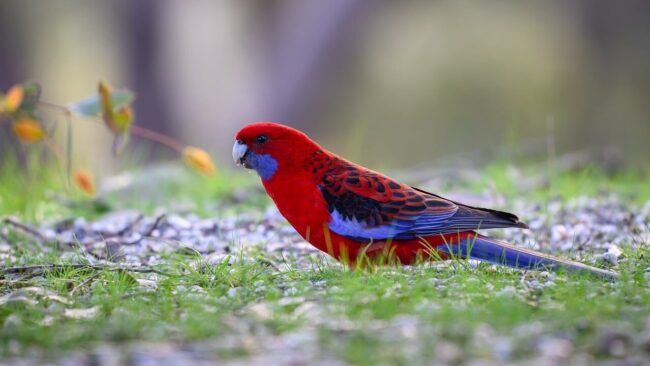 Photo by pen_ash crimson rosella, rosella, parrot, bird, nature, wild, feathers, colourful, wildlife, birdwatching, platycercus elegans, beak, australian, ornithology, wings, red bird, plumage, natural habitat, green grass