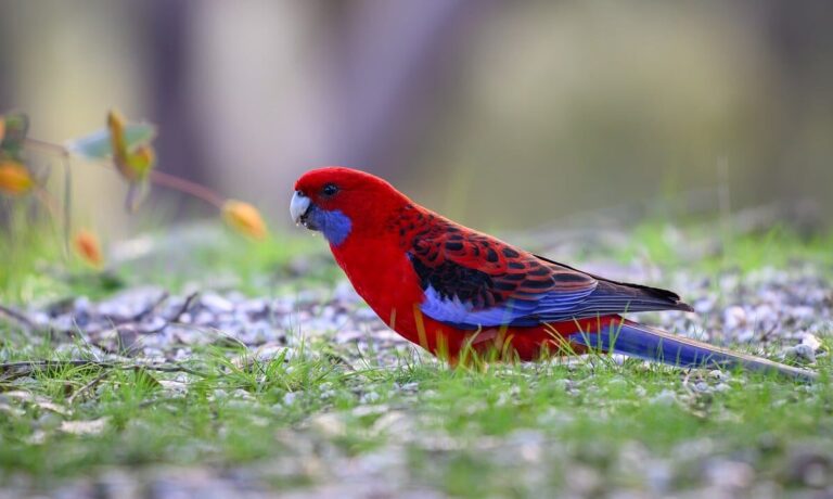 Photo by pen_ash crimson rosella, rosella, parrot, bird, nature, wild, feathers, colourful, wildlife, birdwatching, platycercus elegans, beak, australian, ornithology, wings, red bird, plumage, natural habitat, green grass