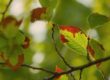leaf, autumn, nature, twig, detail, garden, greenery, light, background, macro, focus, summer, deciduous, biology, outdoors, natural, warm, fresh, environment, organic