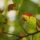 leaf, autumn, nature, twig, detail, garden, greenery, light, background, macro, focus, summer, deciduous, biology, outdoors, natural, warm, fresh, environment, organic