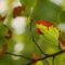 leaf, autumn, nature, twig, detail, garden, greenery, light, background, macro, focus, summer, deciduous, biology, outdoors, natural, warm, fresh, environment, organic