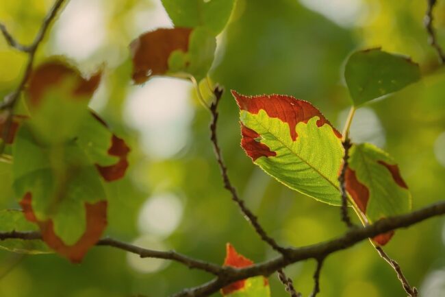 leaf, autumn, nature, twig, detail, garden, greenery, light, background, macro, focus, summer, deciduous, biology, outdoors, natural, warm, fresh, environment, organic