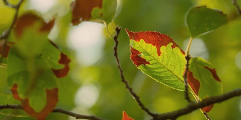 leaf, autumn, nature, twig, detail, garden, greenery, light, background, macro, focus, summer, deciduous, biology, outdoors, natural, warm, fresh, environment, organic