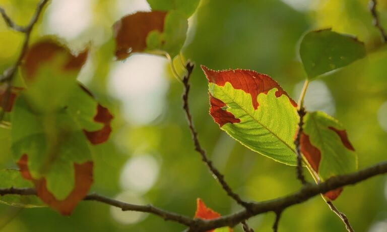 Photo by Couleur leaf, autumn, nature, twig, detail, garden, greenery, light, background, macro, focus, summer, deciduous, biology, outdoors, natural, warm, fresh, environment, organic