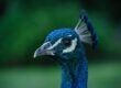 peacock, beak, head, feathers, blue, bird, ornithology, green, wild, nature, portrait, crest, detail, ornamental, asian, exotic, animal, characteristic, pose, display