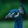 peacock, beak, head, feathers, blue, bird, ornithology, green, wild, nature, portrait, crest, detail, ornamental, asian, exotic, animal, characteristic, pose, display