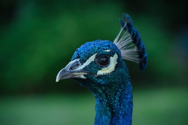 peacock, beak, head, feathers, blue, bird, ornithology, green, wild, nature, portrait, crest, detail, ornamental, asian, exotic, animal, characteristic, pose, display